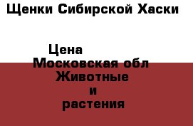 Щенки Сибирской Хаски › Цена ­ 10 000 - Московская обл. Животные и растения » Собаки   